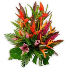 Bird of Paradise Strelitzia